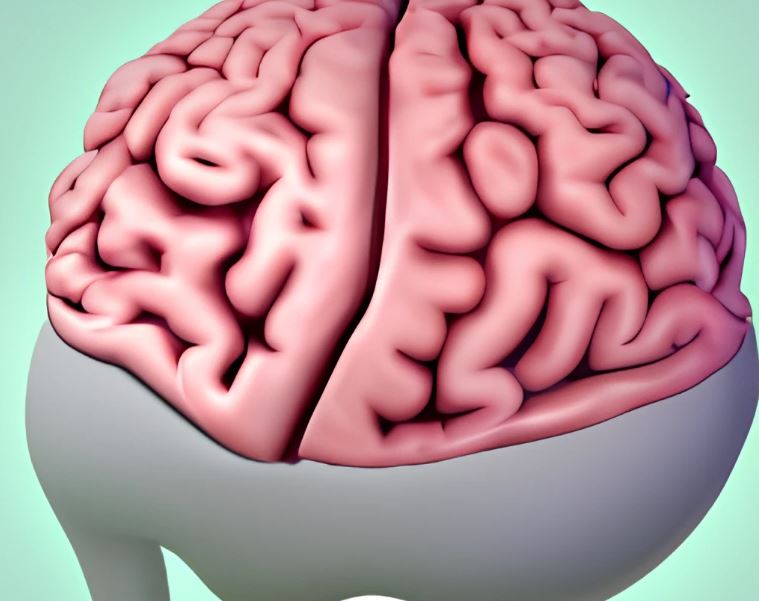 Размер мозга